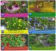 Sběratelská série kartičkových kalendáříků Květiny - Trvalky II (t) 